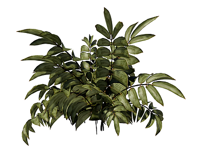 草本植物 景观植物