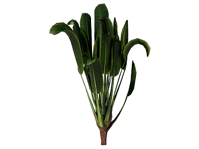 草本植物