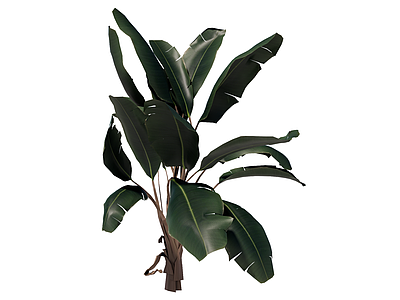 草本植物 景观植物