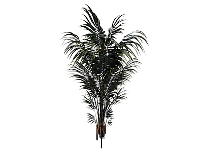 灌木 景观植物