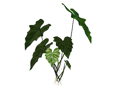 草本植物 景观植物 喜林芋
