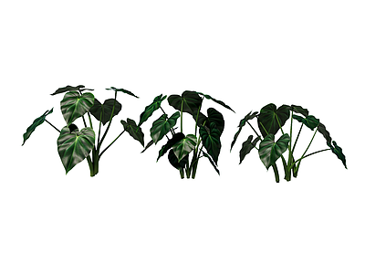 草本植物 尖尾芋 景观植物