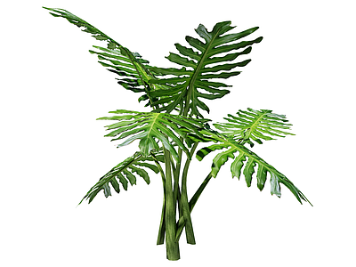 草本植物 裂叶喜林芋 景观植物