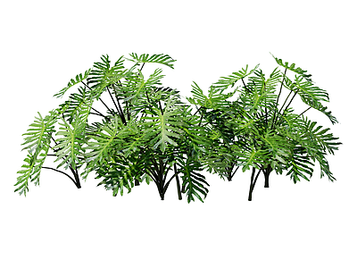 草本植物 裂叶喜林芋 景观植物
