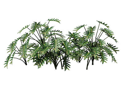草本植物 仙羽喜林芋 景观植物