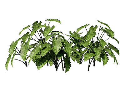 草本植物 埃文斯喜林芋 景观植物