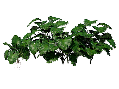 草本植物 波浪喜林芋 景观植物