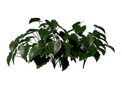 草本植物 丹特喜林芋 景观植物
