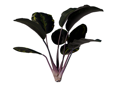草本植物 维奇肖竹芋 景观植物
