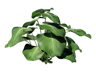 草本植物 琴叶榕 景观植物
