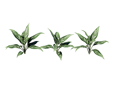 草本植物 粗肋草 景观植物