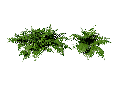 草本植物 金星蕨 景观植物