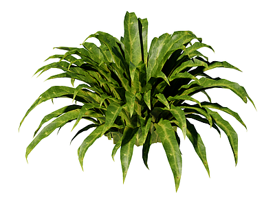 草本植物 鸟巢蕨 景观植物