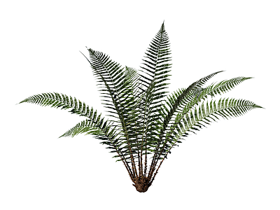 草本植物 鳞毛蕨 景观植物