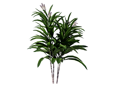 草本植物 麻叶朱蕉 景观植物
