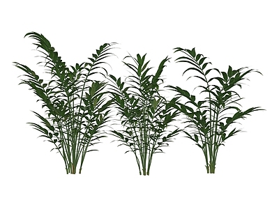 灌木 袖珍椰子 景观植物