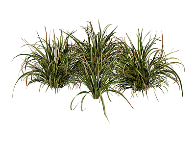 草本植物 燕麦草 景观植物