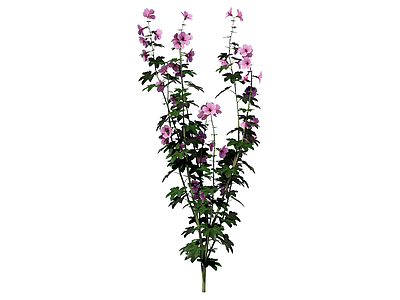 花草 新疆花葵 景观植物