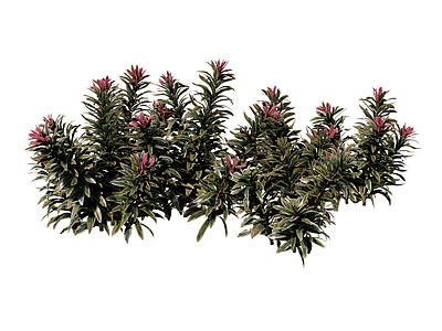 灌木 阿斯科特彩虹大戟 景观植物