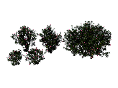 灌木 夹竹桃 景观植物