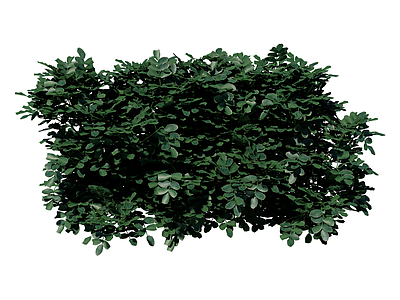 灌木 灰蓝小冠花 景观植物