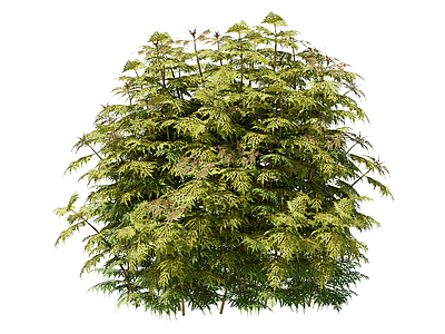 灌木 金叶莸 景观植物