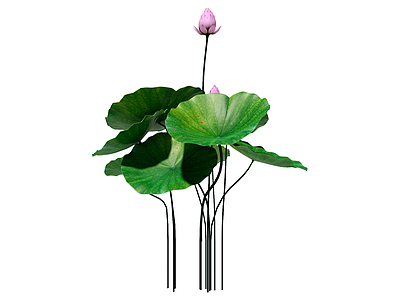 新中式水生植物 莲花 景观植物