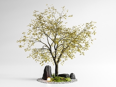 禅意乔木 景观树 庭院景观树 庭院小品 黄连木 乌桕树
