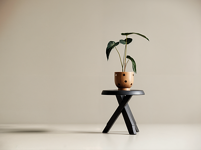 极简其他植物 中古风绿植 侘寂风绿植