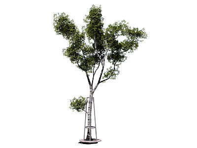现代乔木 行道树 庭荫树 景观树