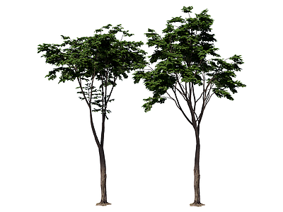 乔木 行道树 庭荫树 景观树