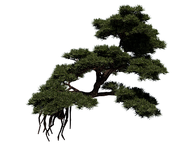 禅意盆栽 罗汉松 行道树 庭荫树 景观树