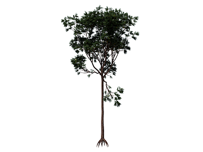 乔木 相思树 行道树 庭荫树 景观树