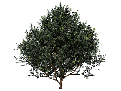 灌木 红豆杉 行道树 庭荫树 景观树
