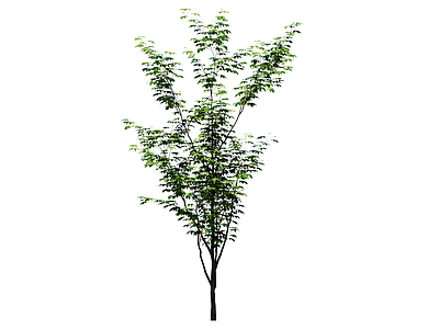 乔木 鸡爪槭 行道树 庭荫树 景观树