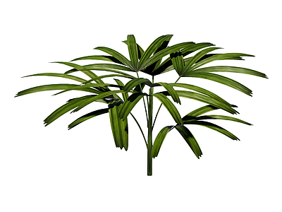 草本植物 棕竹 景观植物