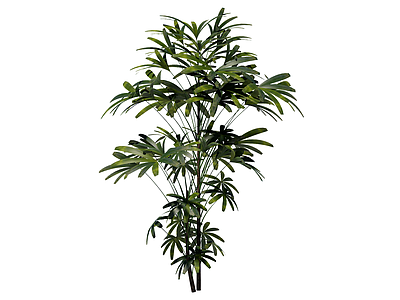 灌木 棕竹 景观植物