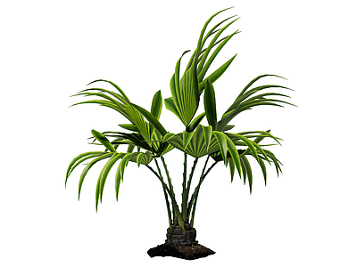 草本植物 景观树 庭荫树 行道树