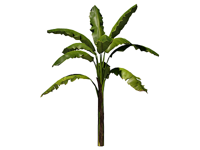 草本植物 景观树 庭荫树 行道树