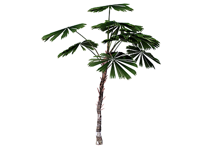 乔木 澳洲轴榈 景观树 庭荫树 行道树