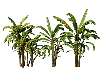 草本植物 小果野蕉 景观树 庭荫树 行道树