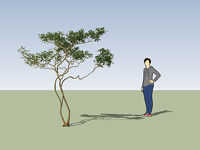 新中式景观灌木 海岛栀子 2d造型栀子 新中式庭院植物 禅意植物 海岛三剑客