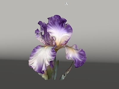 草本植物 纸艺凤尾鸢尾 植物美陈 植物雕塑 AIGC 植物摆件