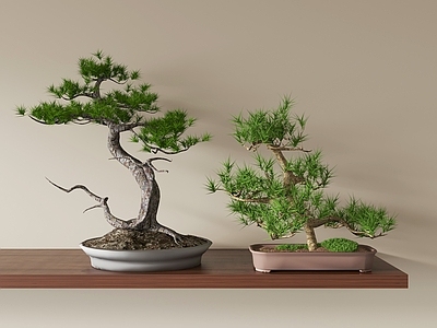 禅意盆栽 盆景 花瓶