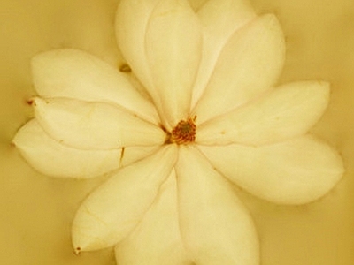 其他挂画