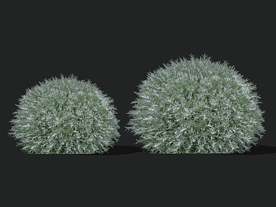 灌木 2D朝雾草 朝雾草 银叶植物 银叶灌木球 灰白植物