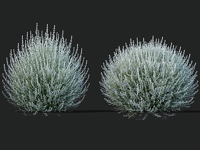 现代主义灌木 2D银香菊 银叶菊 银叶植物 灰色植物 花境植物