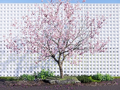 极简乔木 樱花树 桃树 庭院花树 景观乔木 镂空景墙