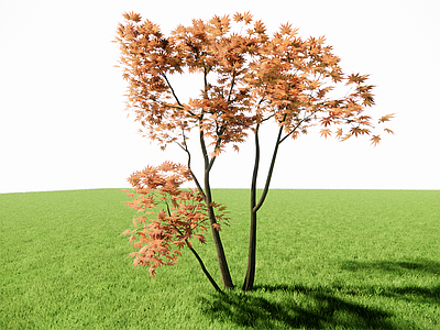 日式乔木 3d红枫 新中式植物 丛生红枫 鸡爪槭