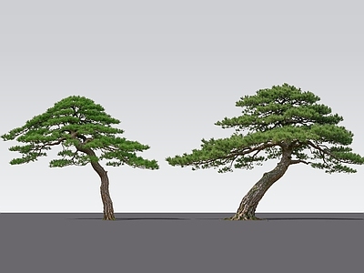 新中式景观乔木 2D斜飘松树 斜飘松树 造型松树 黑松 歪脖子松树